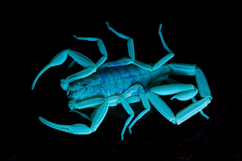 Bark Scorpion Under UV Light (Centruroides exilicauda) -Photogra