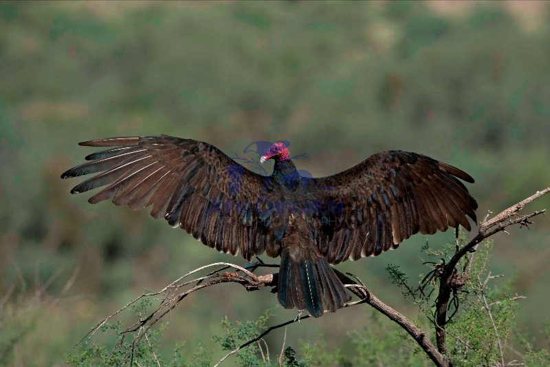 Turkey Vulture (Cathartes  aura) - Arizona