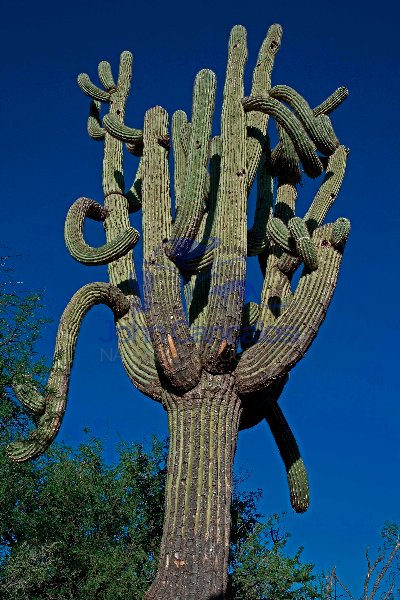 Saguaro Cactus (Carnegiea gigantea) Arizona - USA