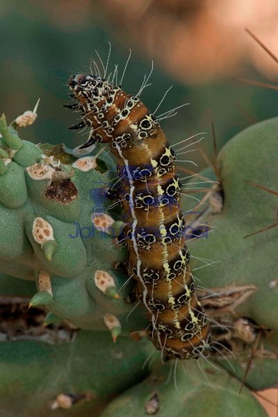 Caterpillar of the Cholla Moth (Euscirrhopterus cosyra) on Choll