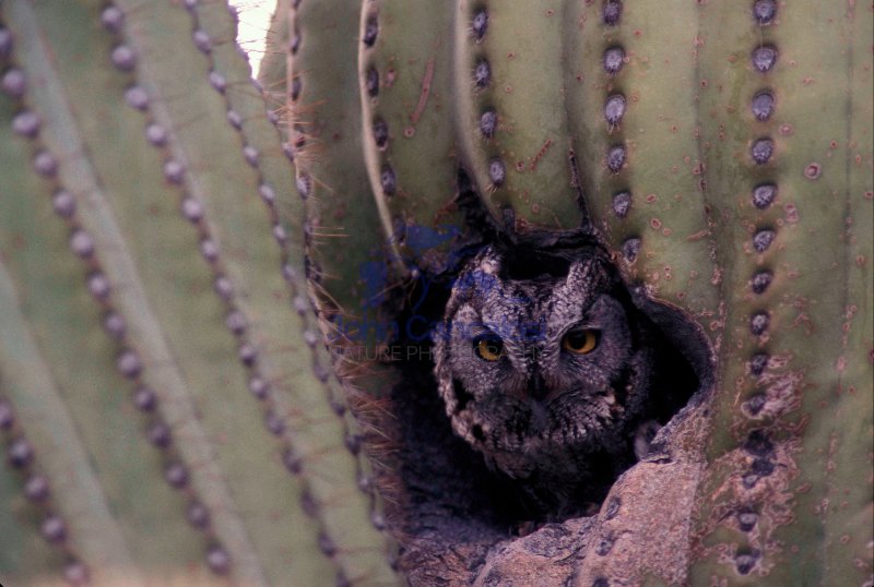 Western Screech-Owl  (Otus kennicottii) - Arizona