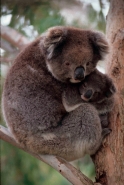 Koala  (Phascolarctos cenereus) - Australia
