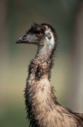 Emu (Dromaius novaehollandiae) - Australia