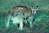Eastern Grey Kangaroo (Macropus giganteus) - Australia - Mother