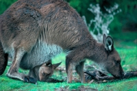 Western Grey Kangaroos (Macropus fuliginosus) - South Australia-