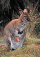Red-necked Wallaby (Macropus rufogriseus) (Bennett\'s) - Tasmania