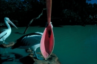 Australian Pelican (Pelecanus conspicillatus) - Australia