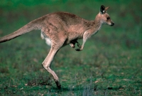 Eastern Grey Kangaroo (Macropus giganteus) - Australia