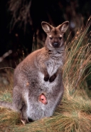 Red-necked Wallaby (Macropus rufogriseus) (Bennett\'s) - Tasmania