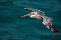Brown Pelican (Pelecanus occidentalis) - Southern California - U