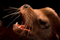California Sea Lion (Zalophus californianus) - Oregon - USA