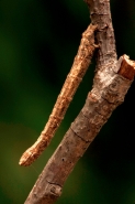 Geometrid Moth Larva - Common Name Inchworm - Oregon - USA