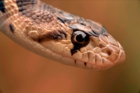 Pacific Gopher Snake Head (Pituopis catenifer catenifer) - OR -