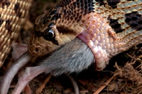 Pacific Gopher Snake Eating (Pituopis catenifer catenifer) - OR