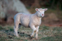 Sheep (lamb) - Ovis aries - Herefordshire - England - UK