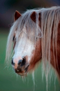 Welch Mountain Pony (Section A)  - (Equus caballus) - UK