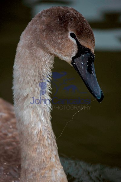 Mute Swan (Cyngus olor) - Juvenile w/Fishing Line - England - UK
