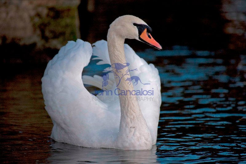 Mute Swan (Cyngus olor) - Busking - England - UK