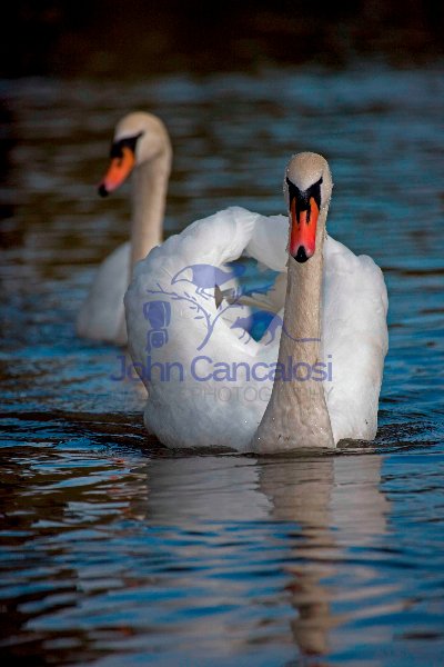 Mute Swan (Cyngus olor) - Busking - England - UK