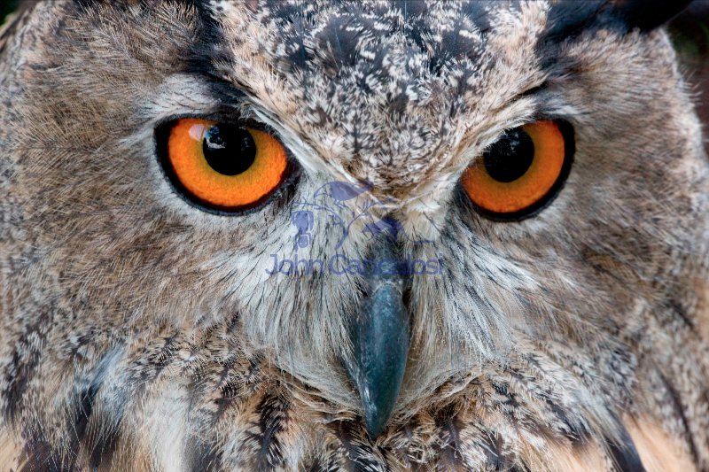 Eagle Owl (Bubo bubo) - Europe