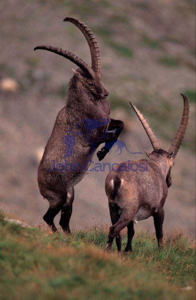 Alpine Ibex (Capa ibex) - Switzerland