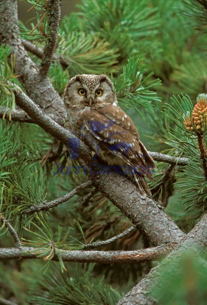 Boreal Owl (Aegolius funereus) - Spain