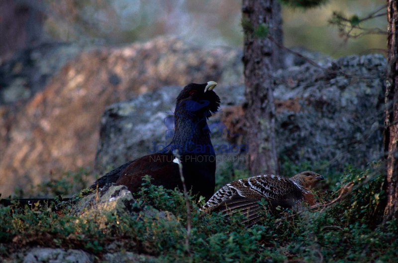 Capercaillie (Tetrao urogallus)  Male and Female on Lek - Sweden