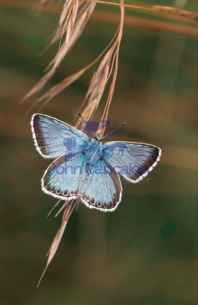 Chalkhill Blue (Lysandra coridon) - UK