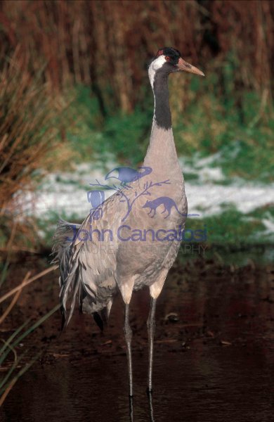 Common Crane (Grusgrus) - Europe