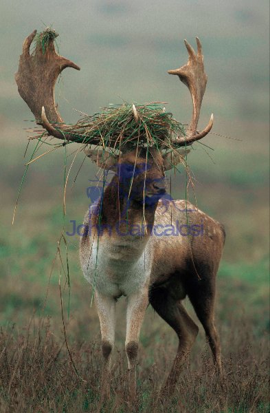 Fallow Deer Dama dama) - UK - Male in rut - On Lek