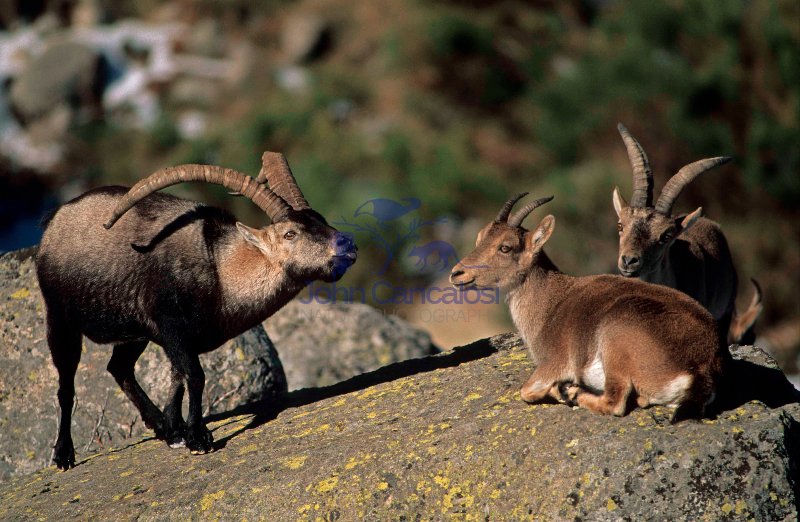 Spanish Ibex (Capra pyrenaica) - Male Courting Female - Spain