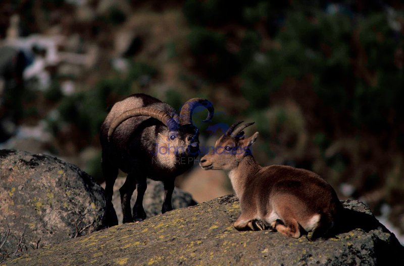 Spanish Ibex (Capra pyrenaica) - Male Courting Female - Spain
