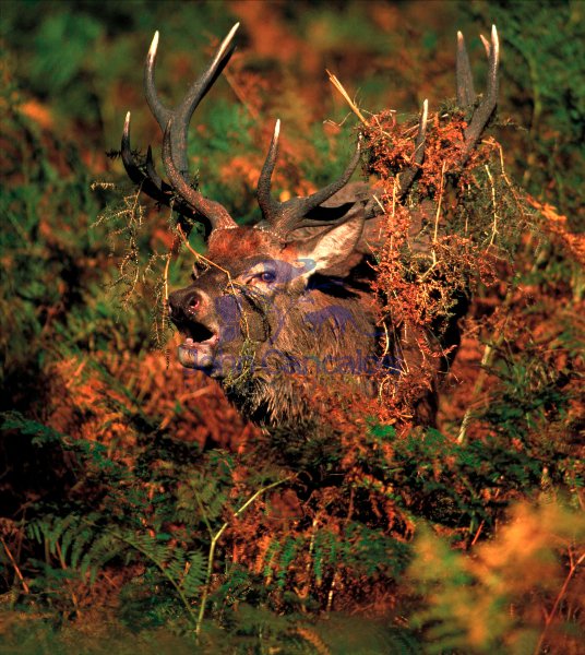 Red Deer (Cervus elaphus) - UK