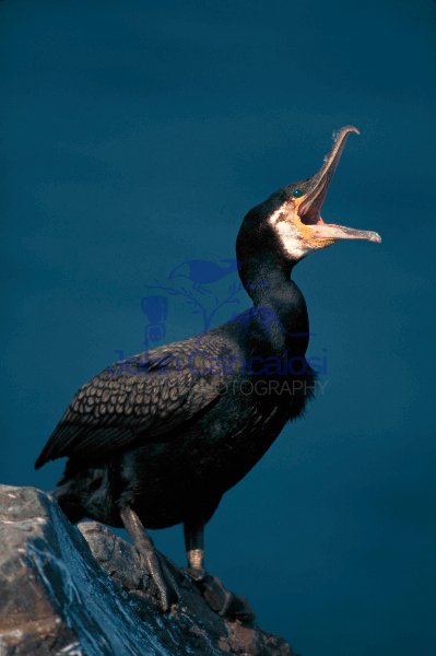 Cormorant (Phalacrocorax carbo) - UK