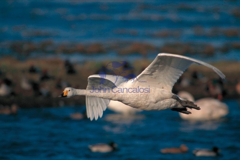 Whooper Swan (Cygnus cygnus) - UK