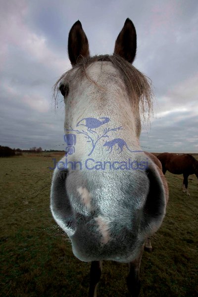 Arab Horse - Equus caballus - UK