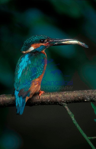 Kingfisher (Alcedo atthis) With fish - England