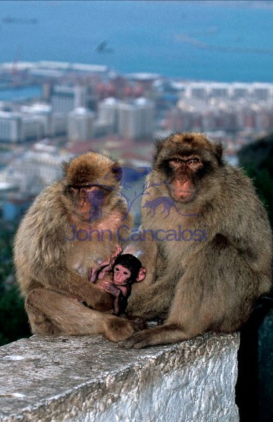 Barbary Macaque (Macaca sylvanus) - Gibralter