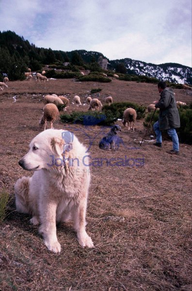 Pyrenean Mountain Dog- France