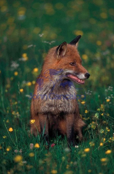 European Red Fox ((Vulpes vulpes) - Spain