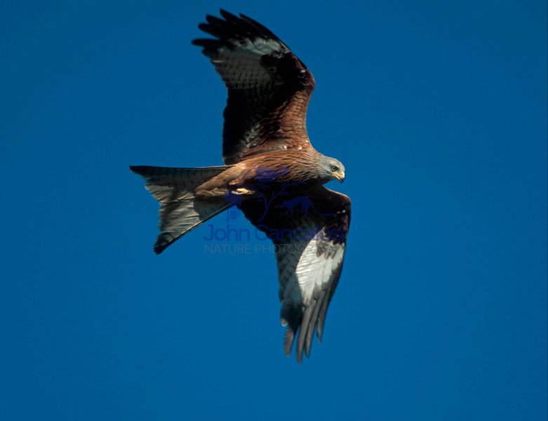 Red Kite (Milvus milvus) - Wales - UK