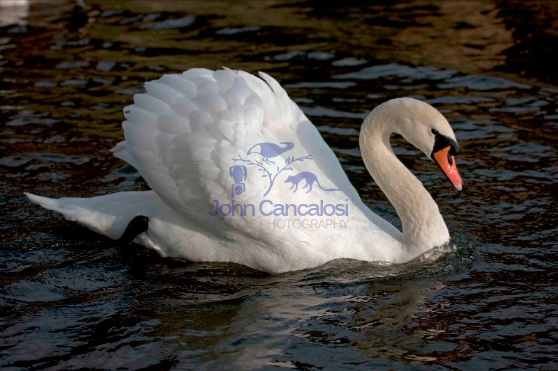 Mute Swan (Cyngus olor) - UK - Showing busking display