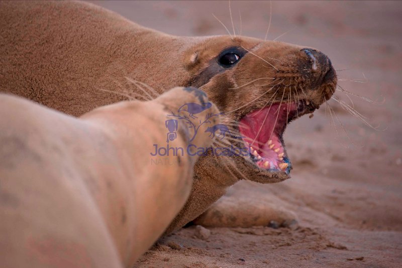 Grey Seal (Halichoerus grypus) - UK - Male and Female
