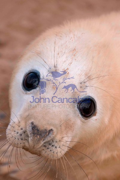 Grey Seal (Halichoerus grypus) - Pup - UK