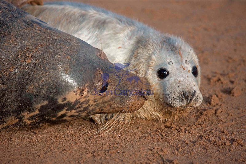Grey Seal (Halichoerus grypus) - UK - Mother and Pup