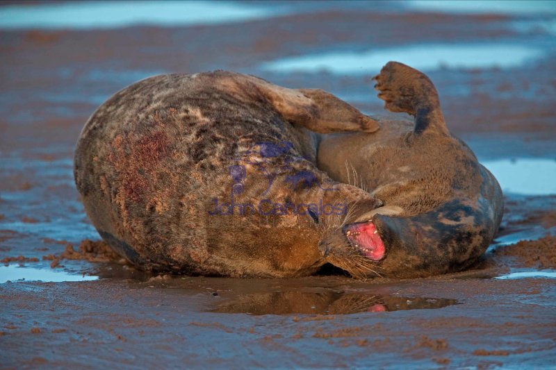 Grey Seal (Halichoerus grypus) - UK - Male and Female Mating