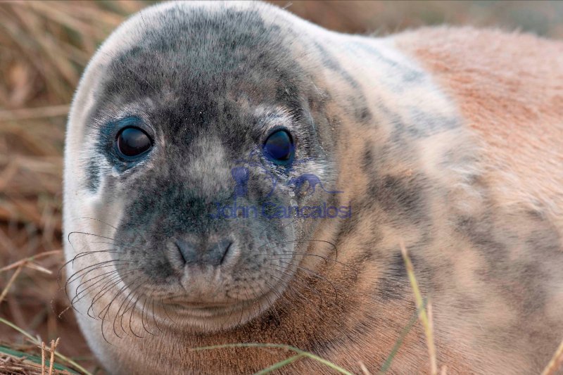 Grey Seal (Halichoerus grypus) - Pup - UK