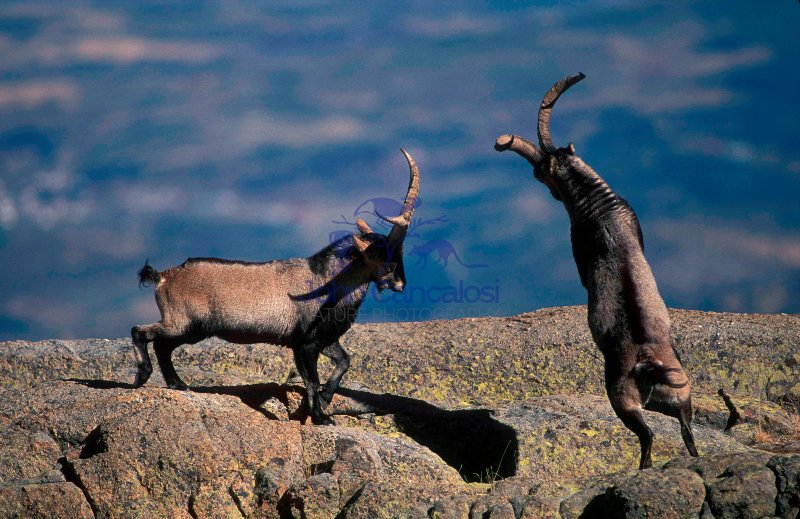 Spanish Ibex (Capra pyrenaica) - Spain -Males in rut fighting