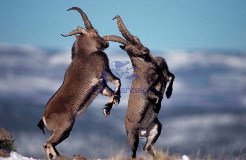 Spanish Ibex (Capra pyrenaica) Males Fighting - Spain