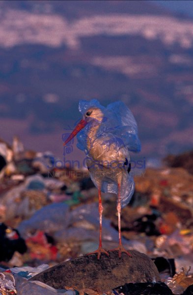 European White Stork (Ciconia ciconia) Trapped in Plastic Bag in